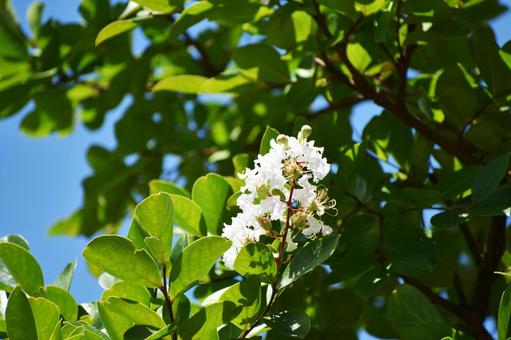 Crape myrtle, JPG Crape myrtle, JPG