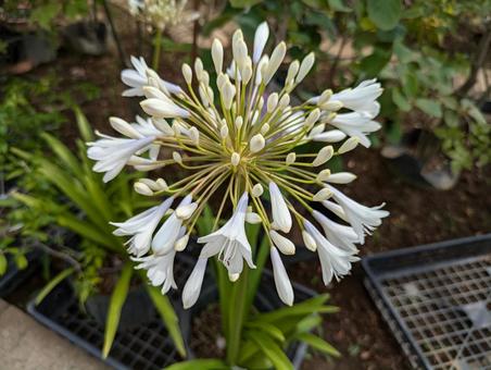 白いアガパンサス アガパンサス,花,flowerの写真素材