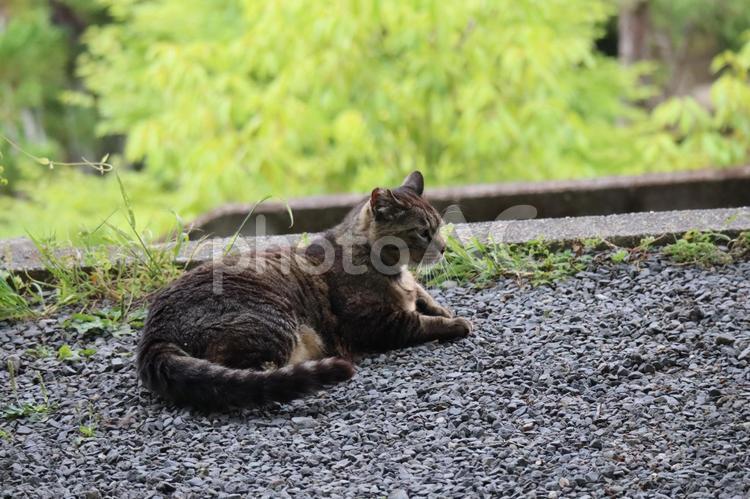 砂利の上に横たわるトラ猫 トラ猫,砂利,上の写真素材