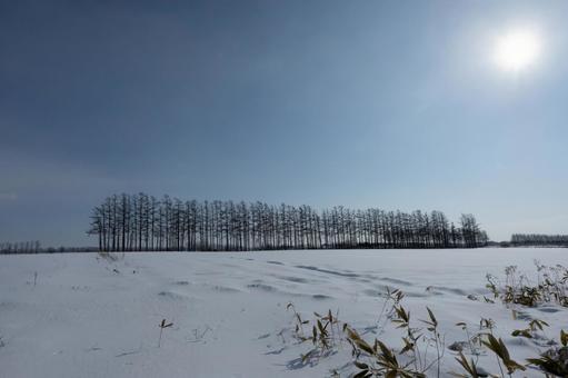 太陽が輝く雪原と防風林 太陽が輝く雪原と防風林の写真