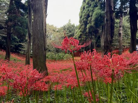 ヒガンバナ(彼岸花) ヒガンバナ(彼岸花)の写真