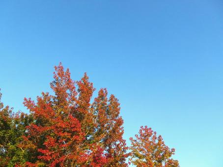 快晴の空と紅葉 快晴の空と紅葉の写真