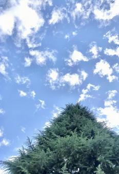 青空と木 青空と木 空,風景,自然の写真素材