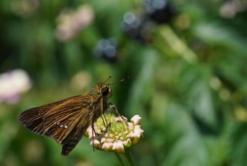 イチモンジセセリの写真