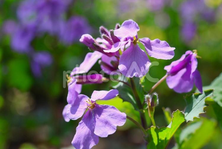 ３月下旬の番の州公園のムラサキハナナの花 背景,ムラサキハナナ,花の写真素材