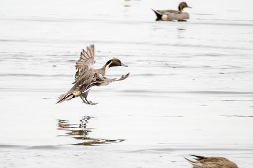 オナガガモの着水(25) 鳥,カモ,オナガガモの写真素材