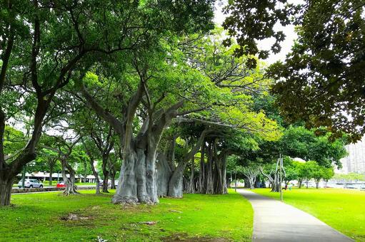 ハワイの公園 ホノルル,オアフ島,海外旅行の写真素材