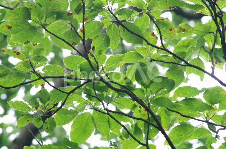 葉が生い茂る木 葉,葉っぱ,自然の写真素材