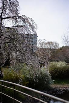 春の公園、しだれ桜と水辺 春,桜,しだれ桜の写真素材