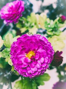 ジジガーデンマム（洋菊）１２ ジジガーデンマム,ガーデンマム,ポットマムの写真素材