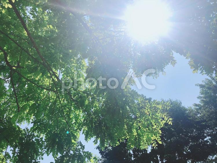 日差し 木漏れ日,自然,木々の写真素材