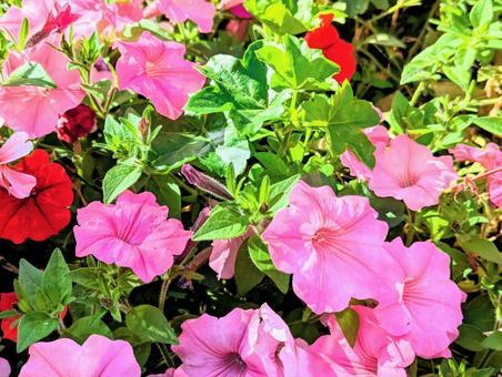 ペチュニア ペチュニア 花,ペチュニア,ガーデニングの写真素材