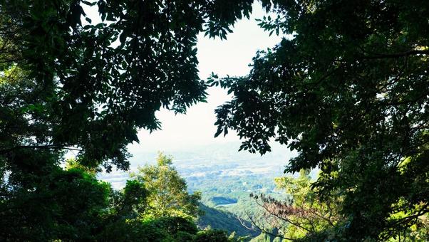 生い茂った葉っぱから見る景色 生い茂った葉っぱから見る景色 森,自然,植物の写真素材