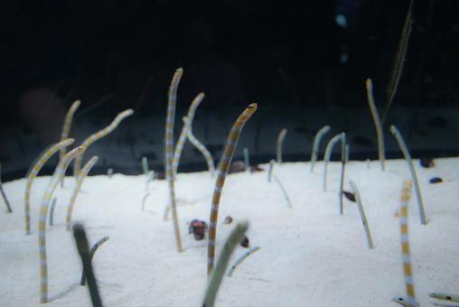 チンアナゴの群れ チンアナゴの群れの写真