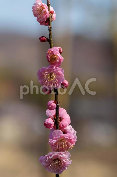 春の訪れを告げるピンクの梅の花 花,梅,植物の写真素材