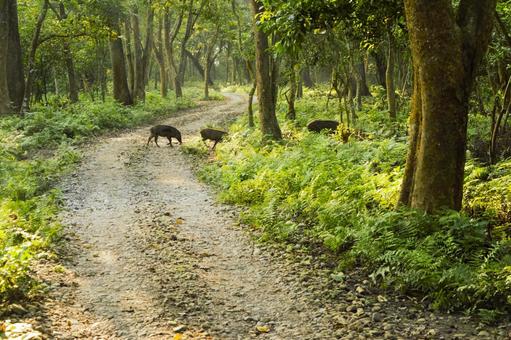 ワイルドボア　チトワン国立公園　2 ワイルドボア,チトワン,国立公園の写真素材
