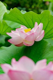 Lotus, JPG Lotus, JPG