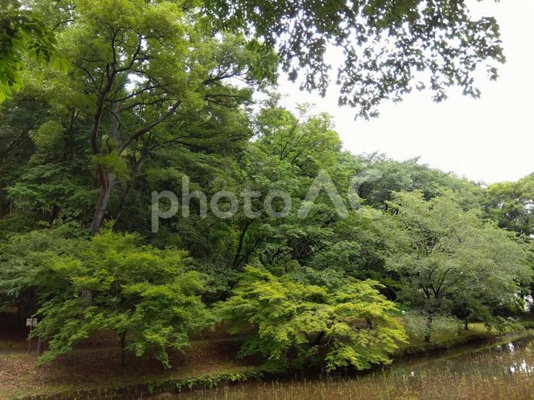 ５月の雨上がり ５月,池,小山田緑地の写真素材