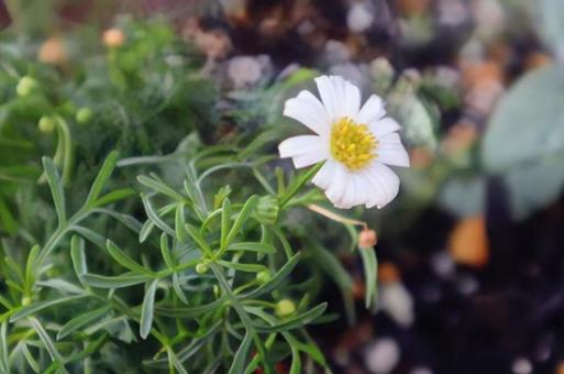 小さな強さの写真