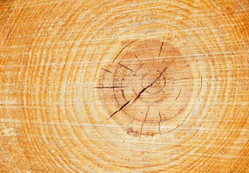 Tree rings trunk forest timber wood grain background material, JPG