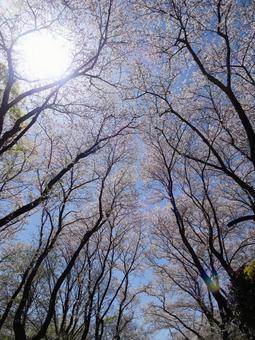 四月の桜-27 四月の桜-27 四月,桜,花びらの写真素材