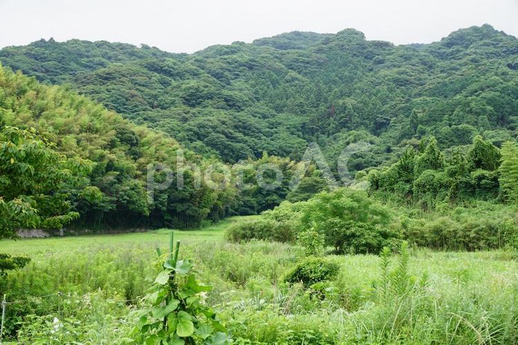 田舎の風景 山,緑,葉の写真素材