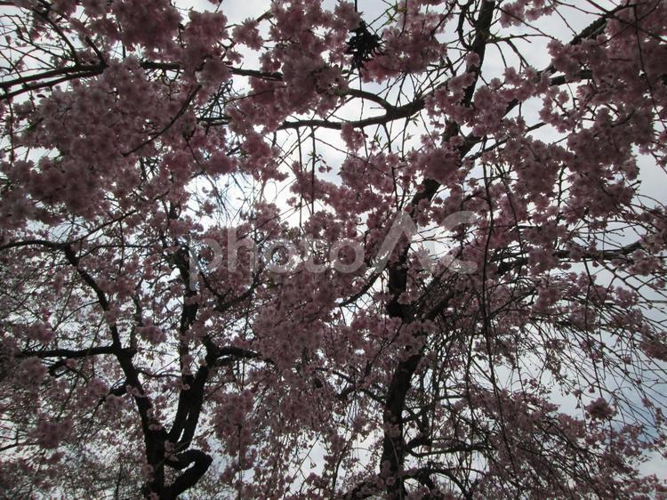 しだれ桜 しだれざくら,しだれ桜,さくらの写真素材