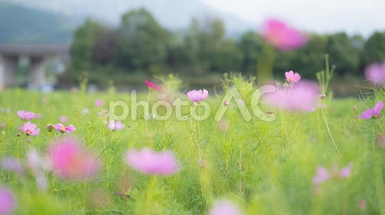 野原にたくさん咲いた全盛期のコスモスの花 コスモス,秋桜,秋の写真素材
