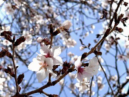 Cherry blossoms and blue sky 05, JPG