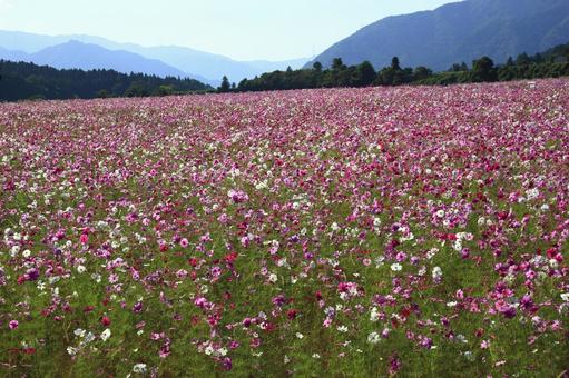 秋のヒマワリ畑 秋のヒマワリ畑の写真
