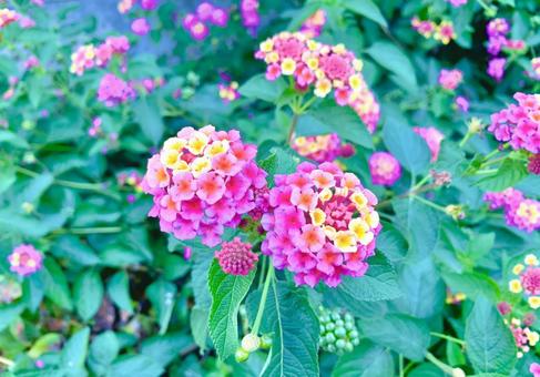 カラフルなランタナ4 カラフルなランタナ4 ランタナ,シチヘンゲ,花の写真素材