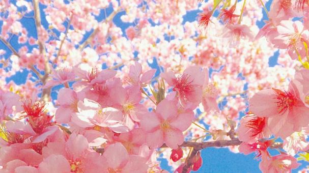 桜（満開）の写真