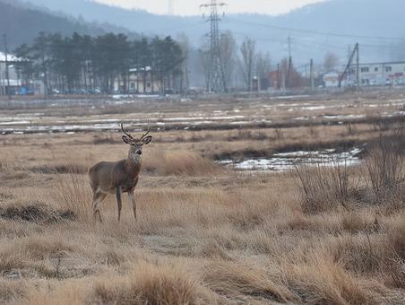 野生の鹿の視線 野生の鹿の視線の写真