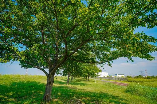 真夏の江戸川堤の桜並木 真夏の江戸川堤の桜並木の写真