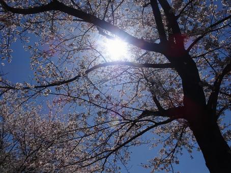 April Cherry Blossoms-10, JPG