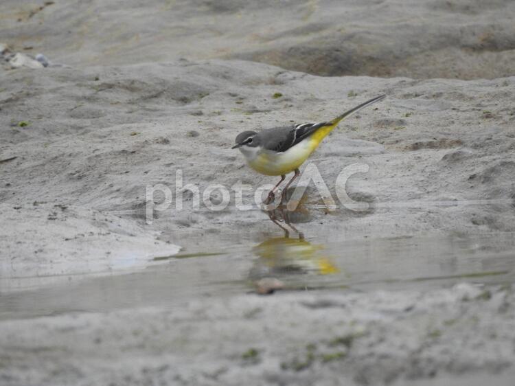 川沿いで見かけたキセキレイ 川沿いで見かけたキセキレイ キセキレイ,セキレイ,鳥の写真素材