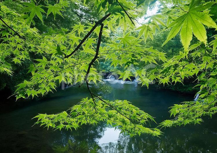 新緑 モミジ,もみじ,緑の写真素材