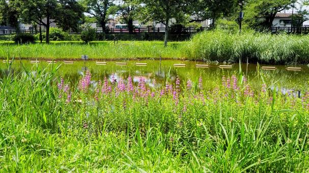夏の水元公園・ミソハギの花・東京都葛飾区 夏の水元公園・ミソハギの花・東京都葛飾区の写真