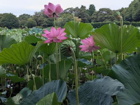 蓮の花5 蓮の花5 ハス,はす,鮮やかの写真素材