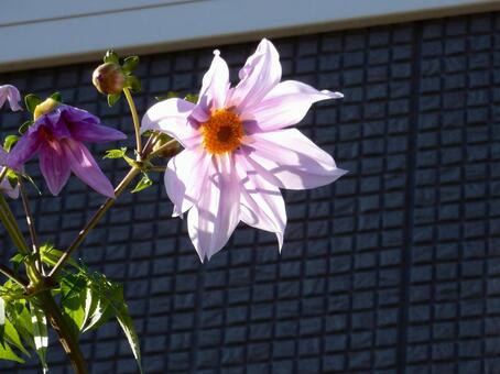 【花の写真】皇帝ダリア 皇帝ダリア,コウテイダリア,植物の写真素材