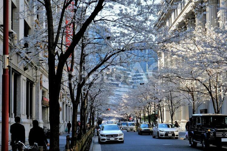 江戸桜通りの桜16 桜,桜雲,江戸桜通りの写真素材