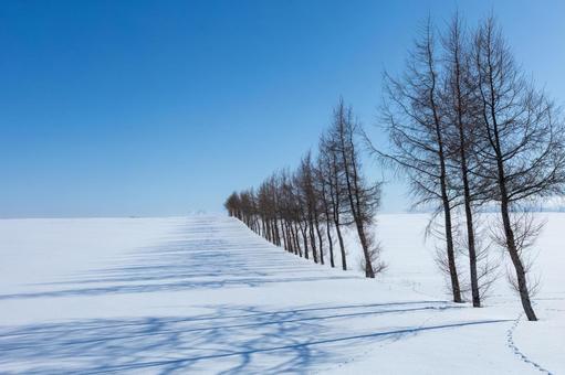 晴れわたる冬の丘と林 晴れわたる冬の丘と林 林,雪原,影の写真素材
