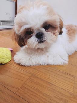 シーズー子犬 シーズー子犬の写真