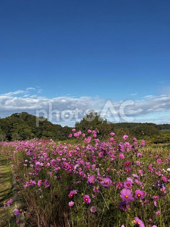 自然豊かな風景 コスモス,秋,お花の写真素材