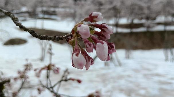 雪中桜 桜,雪,つぼみの写真素材