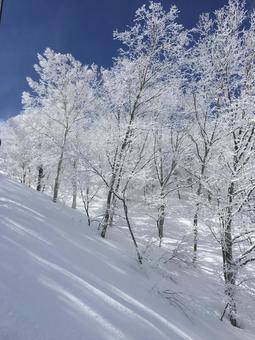 青空で光り輝く霧氷 冬,雪,風景の写真素材