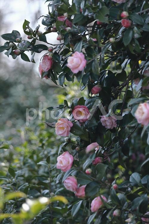 厳冬に凛と咲く 椿,花,ツバキ科の植物の写真素材