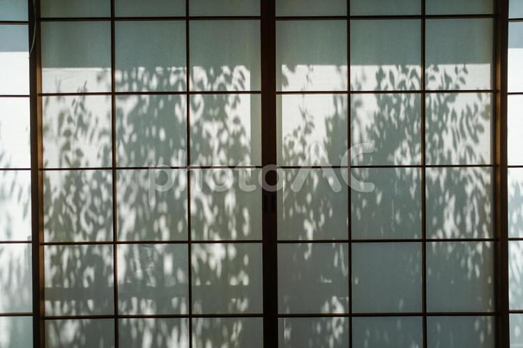 光が差し込む和室の障子 和室,和イメージ,障子の写真素材