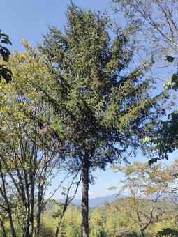 山道のもみの木　10月 もみの木,針葉樹,クリスマスツリーの写真素材