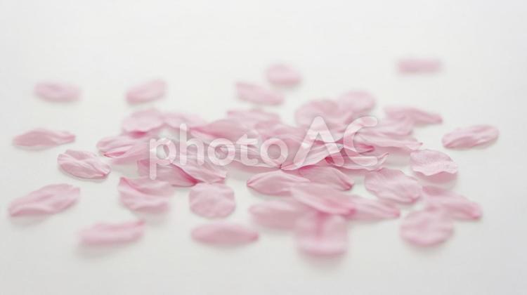 散りばめられた桜の花びら 桜,春,背景の写真素材